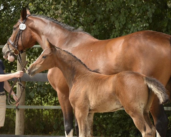 horse Stute von Checkter / Nekton (Oldenburg show jumper, 2019, from K.i Checkter)