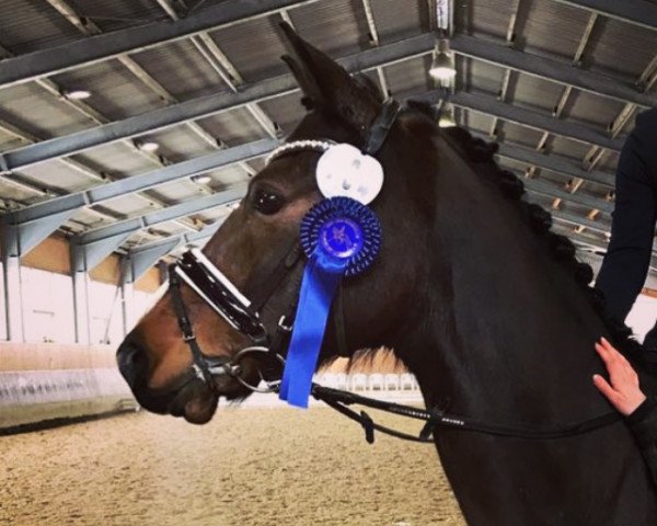 dressage horse Don Durino (German Riding Pony, 2009, from D'Artagnan)