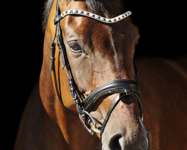 dressage horse Lubaya 7 (Oldenburg, 2008, from Licotus) dressage horse Lubaya 7 (Oldenburg, 2008, from Licotus)