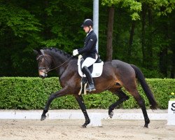broodmare Herzbeben (Trakehner, 2015, from E.H. Millennium)