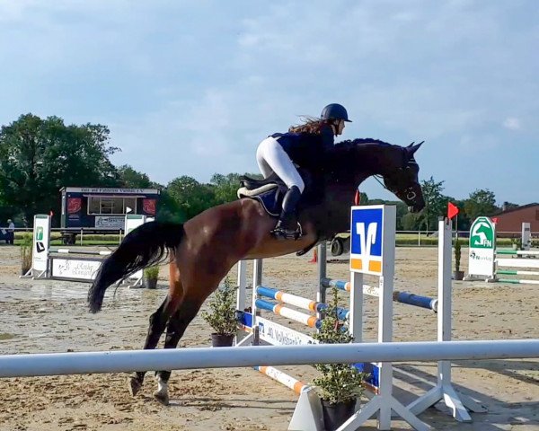 jumper Samba 201 (Westphalian, 2014, from Statinus 2)