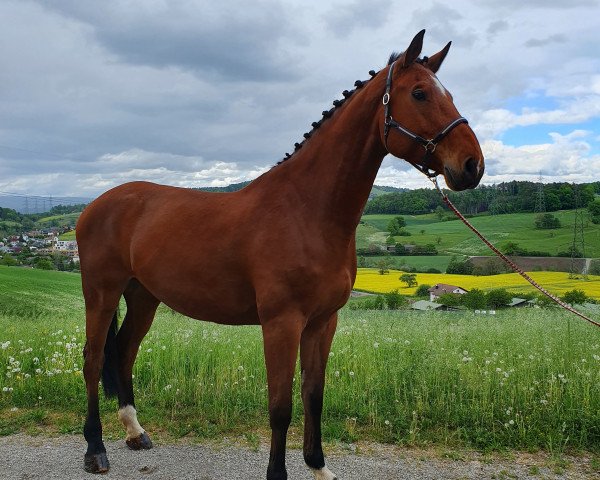 Zuchtstute Elvira Vh Exelhof Z (Zangersheide Reitpferd, 2013, von Elvis Ter Putte)