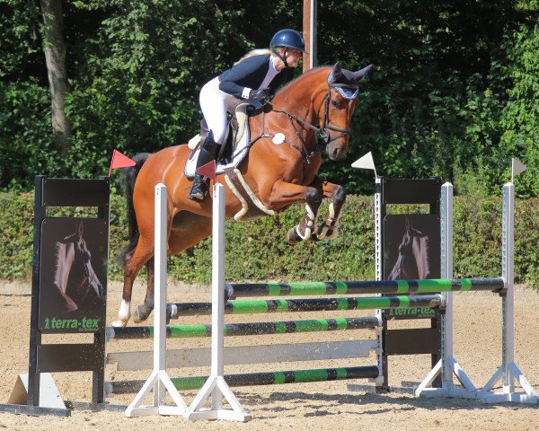 Springpferd Coco Malou 3 (Deutsches Sportpferd, 2015, von Casario)