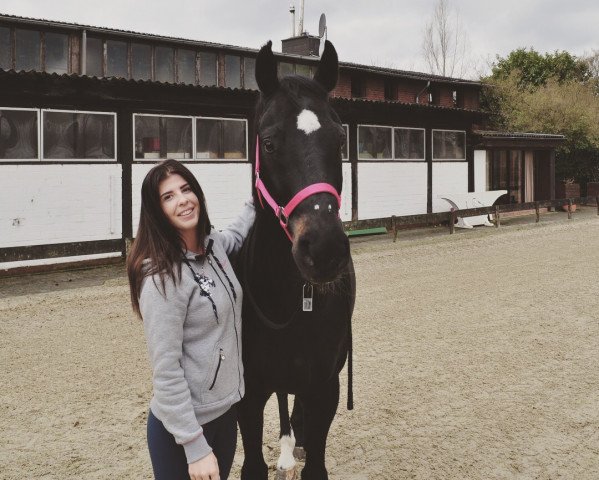 jumper El Chico 65 (Hanoverian, 2005, from El Bundy)