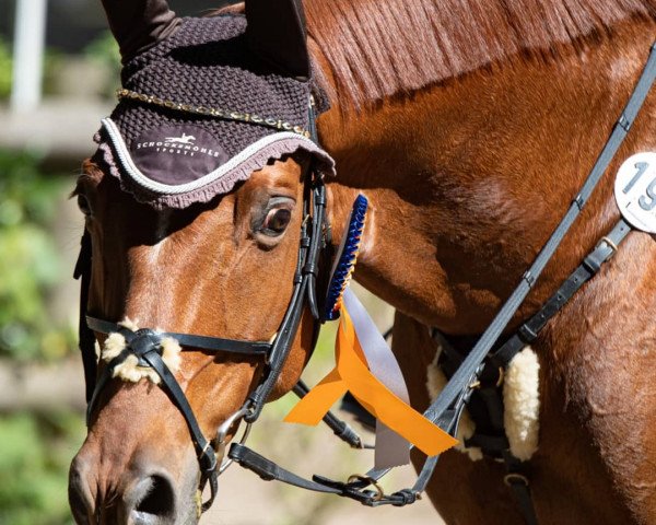jumper Golden Dancer (Trakehner, 2003, from Buddenbrock)