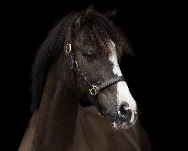 dressage horse Sipp (German Riding Pony, 2006, from Sir Charles)