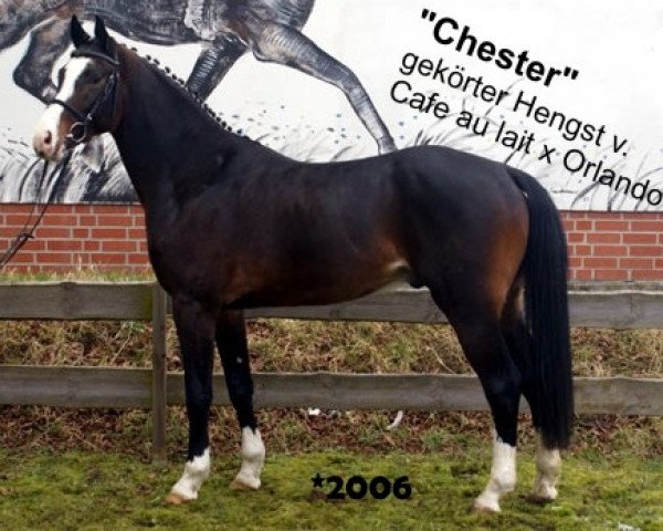 stallion Chester 232 (Westphalian, 2006, from Cafe au lait 2)