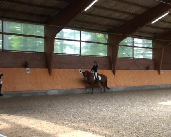 Holtkämper Dressurtage 2015