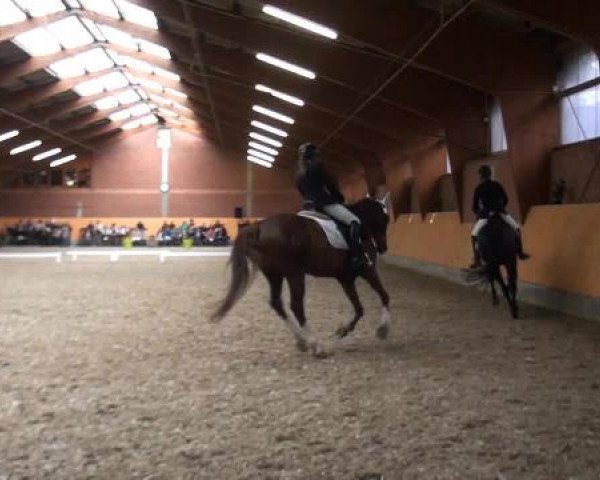 Holtkämper Dressurtage 2015