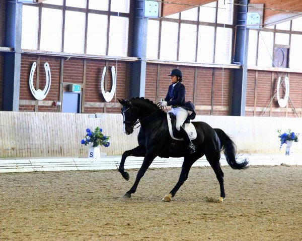 dressage horse Donna Di (Württemberger, 2008, from Don Henrico)