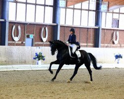 dressage horse Donna Di (Württemberger, 2008, from Don Henrico)