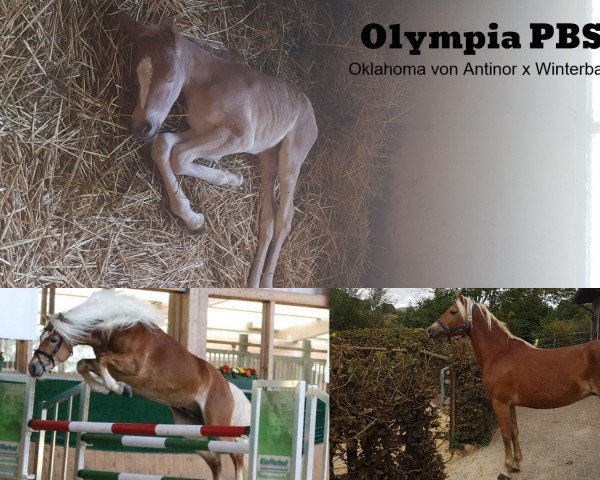 Zuchtstute Olympia PBS (Haflinger, 2020, von Winterball)