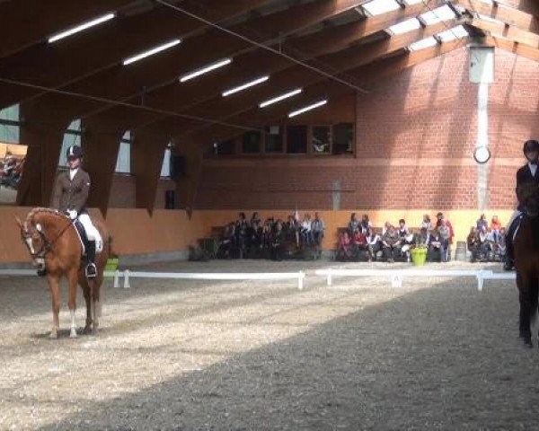 Holtkämper Dressurtage 2015