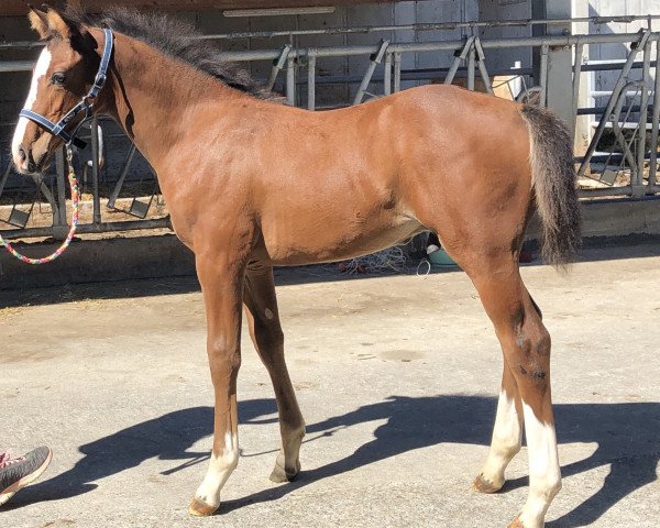 Springpferd Caydin (Holsteiner, 2019, von Casall Ask)