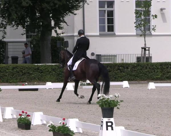 Reitturnier Neustadt/Dosse 2026