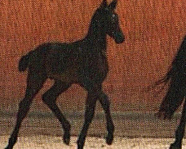 Cavallo da salto Royal Flash 106 (Oldemburghese, 2008, di Royal Dream)