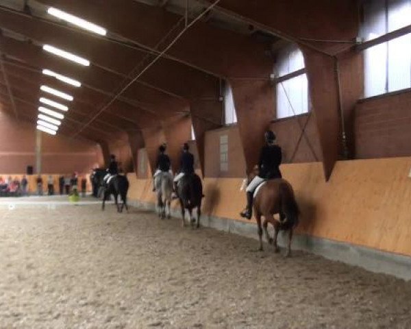 Holtkämper Dressurtage 2015