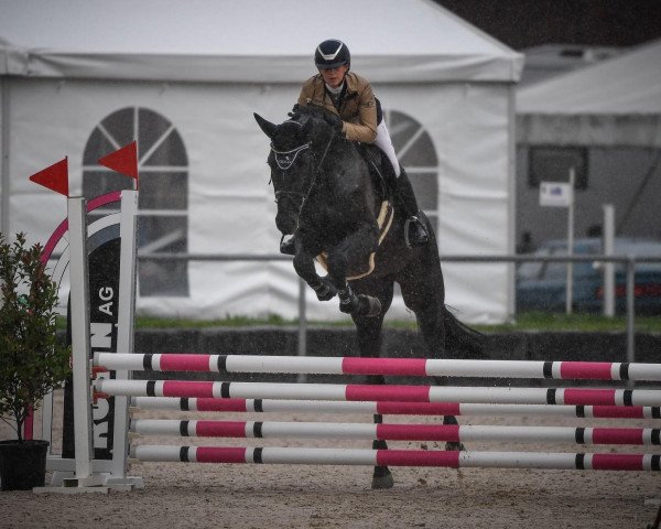 stallion I'm A Special Edition (Swiss Warmblood, 2016, from I'm Special de Muze)