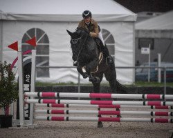 stallion I'm A Special Edition (Swiss Warmblood, 2016, from I'm Special de Muze)