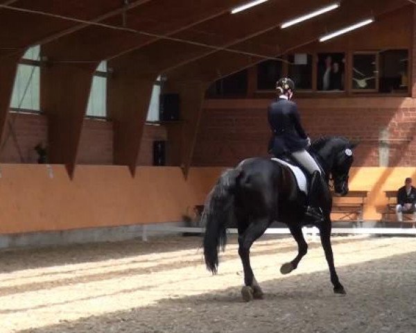 Holtkämper Dressurtage 2015