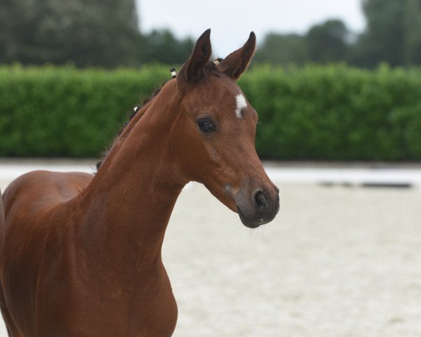 horse Colette (Westphalian, 2020, from Cascadello) horse Colette (Westphalian, 2020, from Cascadello)