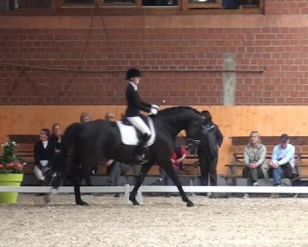 Holtkämper Dressurtage 2015