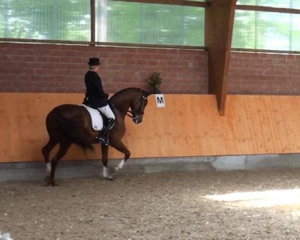 Holtkämper Dressurtage 2015
