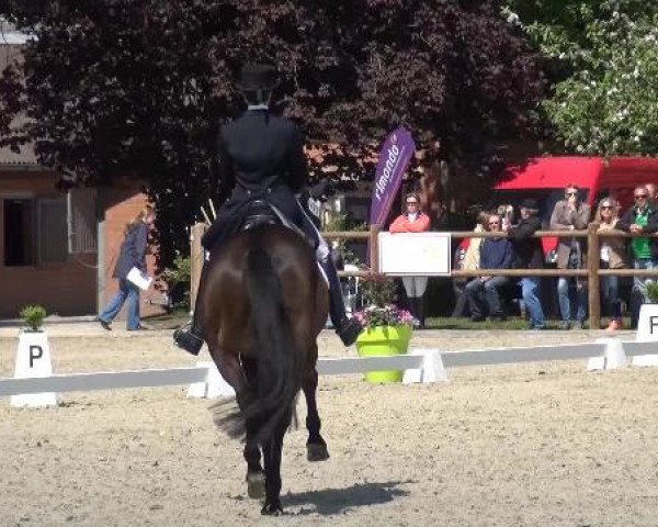 Holtkämper Dressurtage 2015