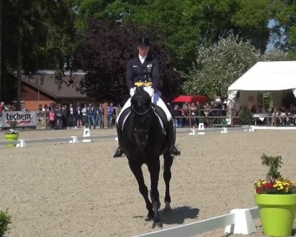 Holtkämper Dressurtage 2015