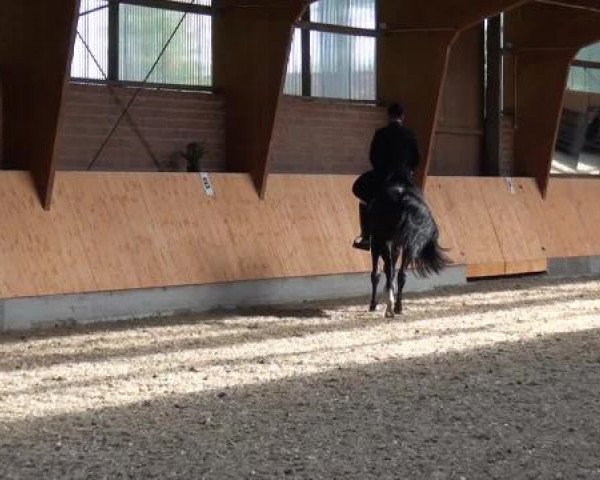 Holtkämper Dressurtage 2015