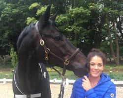 dressage horse DESTINY OLD (Oldenburg, 2009, from Desperados FRH)