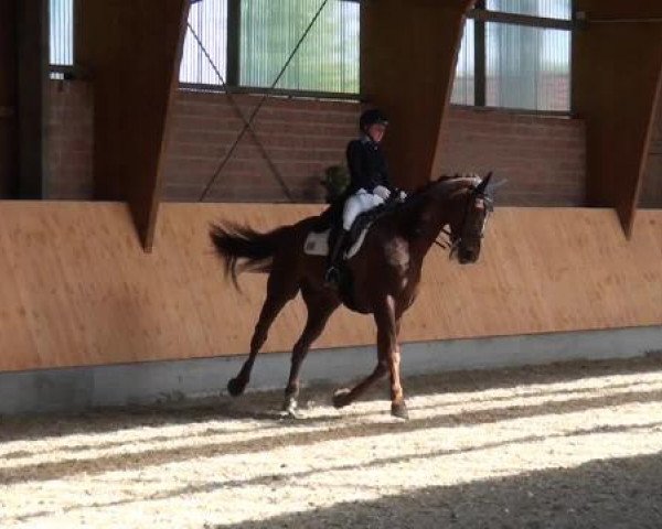 Holtkämper Dressurtage 2015