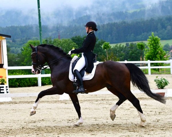 stallion Cafe's Casimir (Oldenburg show jumper, 2012, from Cafe au lait 2)