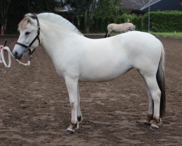 broodmare Kadira v. Frenssenhof (Fjord Horse, 2018, from Solfin Skovå)