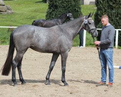 Zuchtstute Grey Pia (Holsteiner, 2014, von Clarimo Ask)