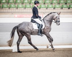 dressage horse Bow Tie (Oldenburg, 2013, from Bon Bravour)