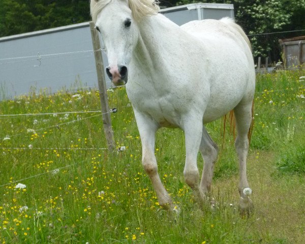 Zuchtstute Serasha ox (Vollblutaraber, 1993, von Estopa Son ox)