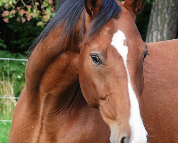 horse Doretto (Westphalian, 2006, from Donnerball)