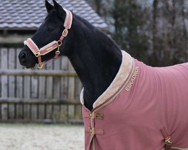 broodmare Paddy (Westphalian, 2003, from Pascavello) broodmare Paddy (Westphalian, 2003, from Pascavello)