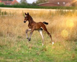 Springpferd Clausmopolitan (Westfale, 2020, von Crime is Colin)