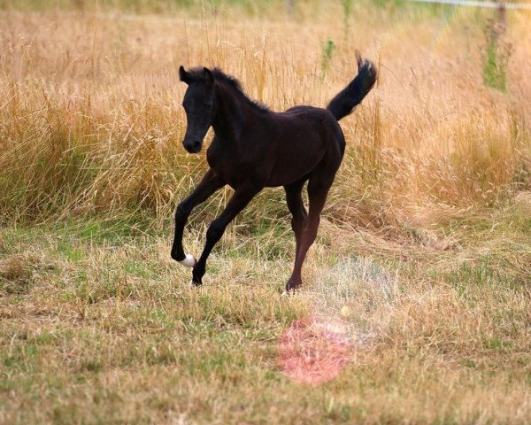 horse Carlita B (Westphalian, 2020, from Cornado NRW)