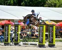jumper Candino Von Worrenberg (Swiss Warmblood, 2012, from Candillo Z)