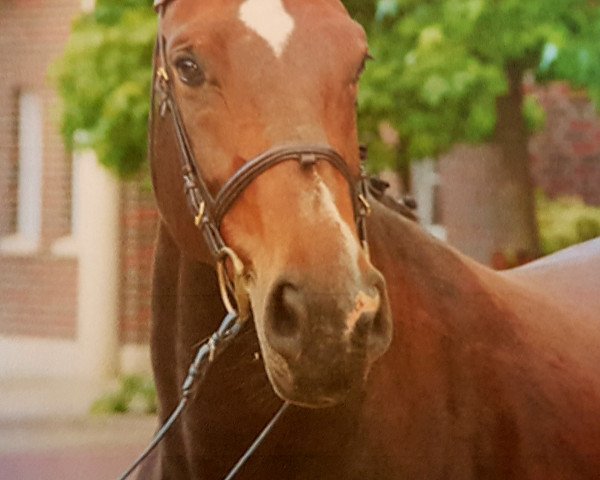 broodmare Chelsea 129 (Oldenburg show jumper, 2010, from Corlensky G)