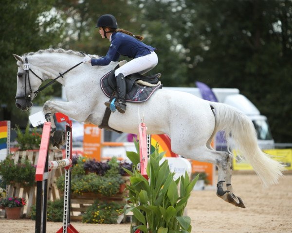Springpferd Grand Dame 13 (Oldenburger, 2006, von Chacco-Blue) Springpferd Grand Dame 13 (Oldenburger, 2006, von Chacco-Blue)