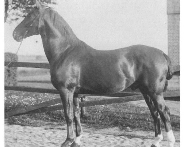 stallion Obmann 2037 (Holsteiner, 1900, from Falb 1760)