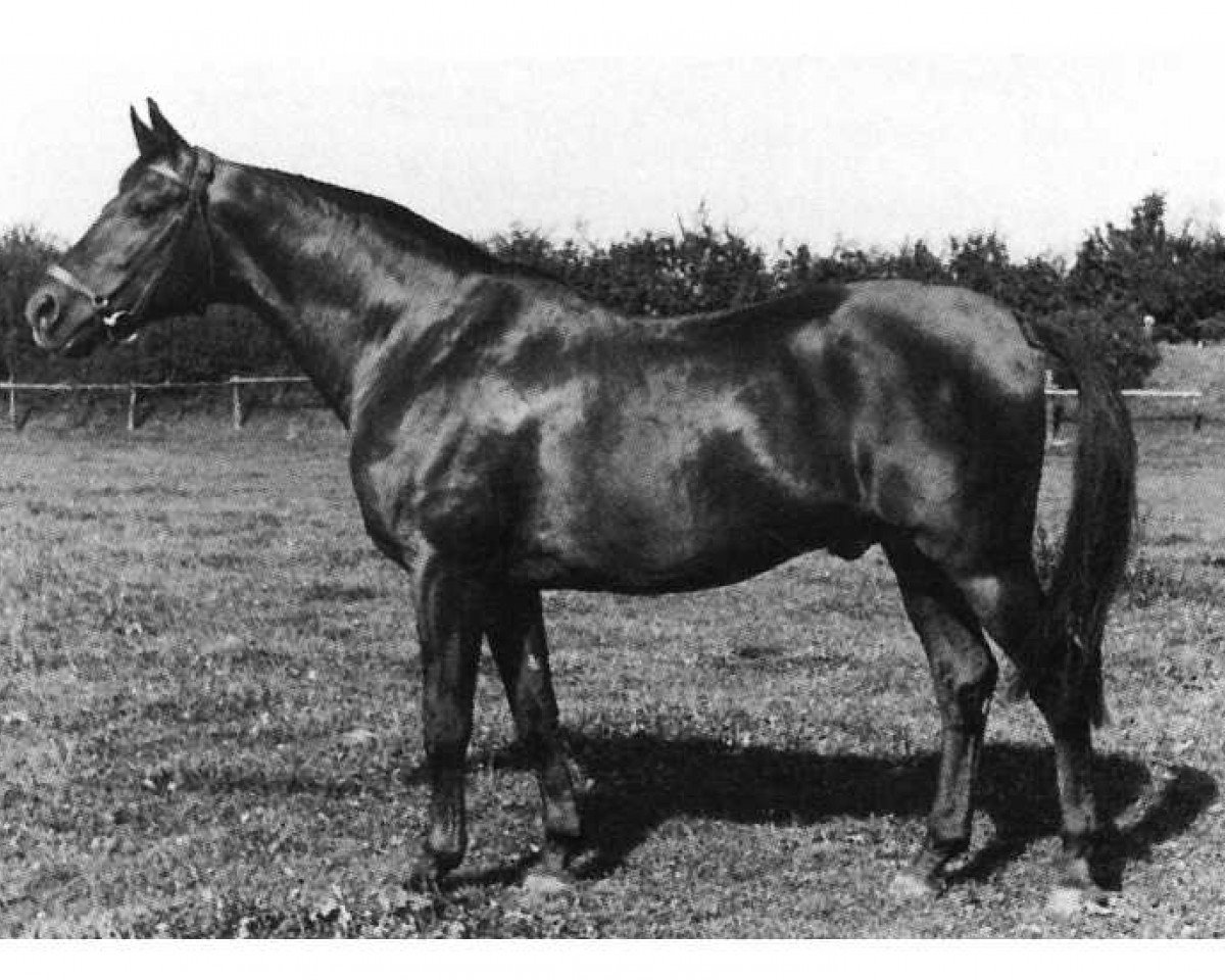 stallion Apfelkern 3995 (Trakehner, 1935, from Hyperion)