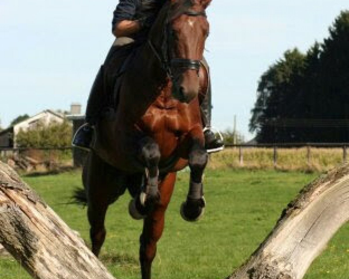 Dressurpferd Calvados 130 (KWPN (Niederländisches Warmblut), 2007, von Uptown)