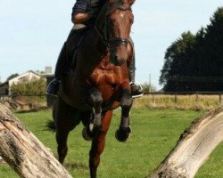 dressage horse Calvados 130 (KWPN (Royal Dutch Sporthorse), 2007, from Uptown)