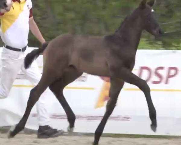 horse Molinari (German Sport Horse, 2020, from DSP Marc Cain)