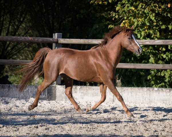 dressage horse Trefoil Glamour (Welsh-Pony (Section B), 2004, from Trefoil Travis)